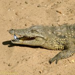 Nile Crocodile (Crocodylus niloticus) with Egyptian Plover or Crocodile Bird (Pluvianus aegyptius) - digital reconstruction of popular myth