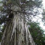 yaşlı ağaç
